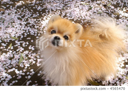 Ponta的櫻花盛開2012-2 Ponta的櫻花盛開2012-2 4565470