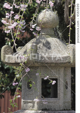 stone lantern, deep red weeping cherry, lantern 4565699