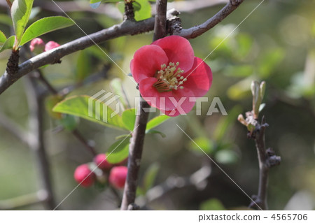 日本貼梗海棠 木瓜花 花園樹 4565706