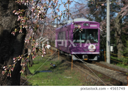 蓓蕾 花朵 花 4565749