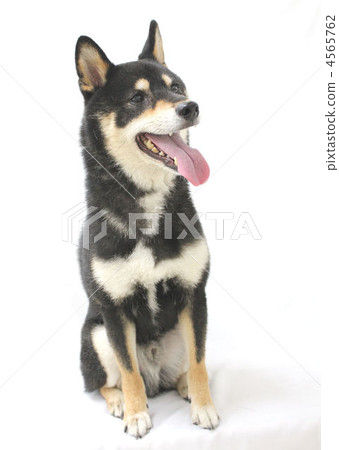 Shiba Inu  - 黑褐色 4565762