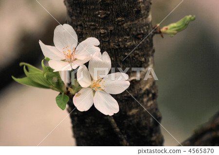 Ina Ozawa的春天 4565870