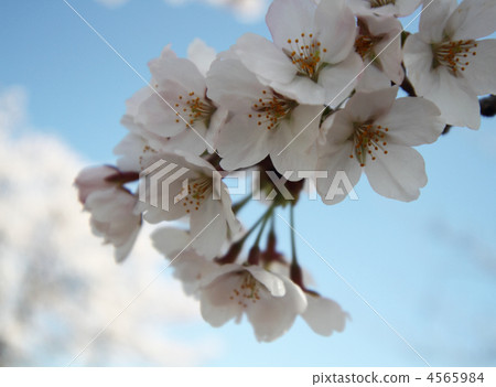 Cherry Blossom Cherry Blossom 4565984