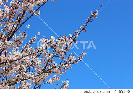Yoshino cherry tree Yoshino cherry tree 4565990