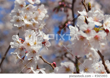 Yoshino cherry tree Yoshino cherry tree 4565993