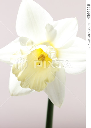 Trumpet daffodil 4566216