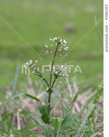 Nazna (Penpen grass) 4566263