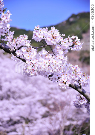 櫻花盛開 4566306