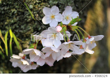 櫻花櫻 櫻花櫻 4566324