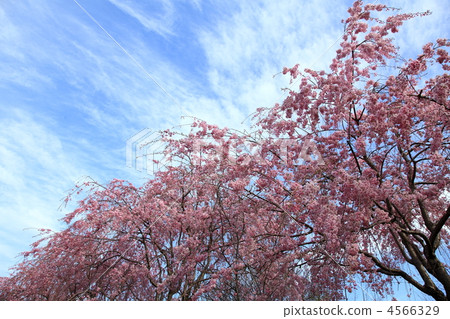 垂枝櫻花 盛開 茂盛 4566329
