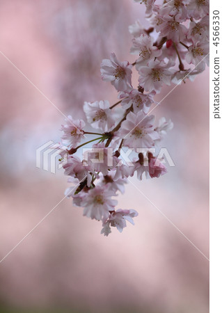 花朵 花 花卉 4566330