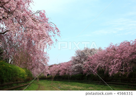 weeping cherry, weeping cherry tree, bloom 4566331