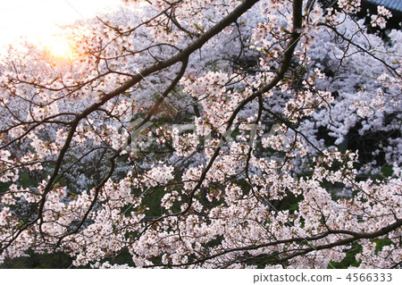 黃昏的櫻花 黃昏的櫻花 4566333