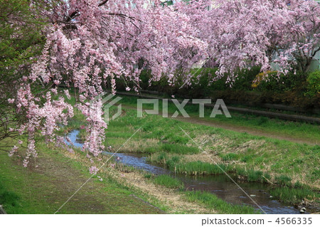 垂枝櫻花 風景 花瓣 4566335