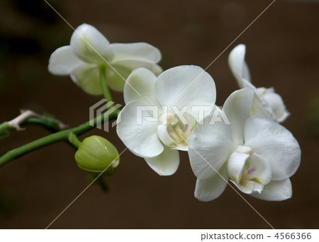 Phalaenopsis orchid  4566366
