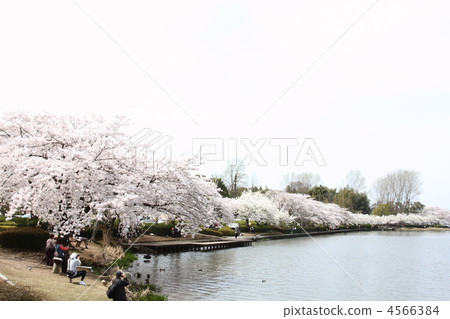 Cherry blossoms at the lake 4566384