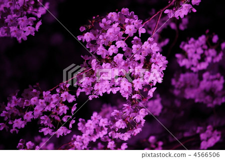 櫻桃樹亮起來 4566506