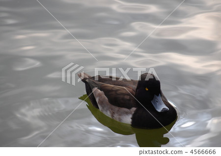 Kimioka white 4566666