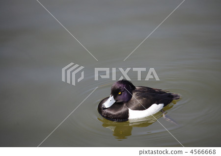 Kinkrochasshuro 4566668