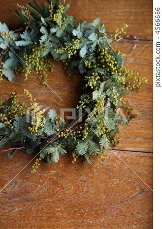 Mimosa Mimosa 4566686