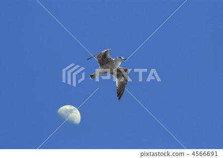 Seagulls and Moon 4566691