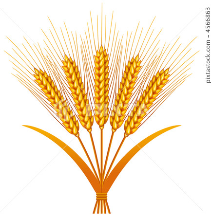 小麥 4566863