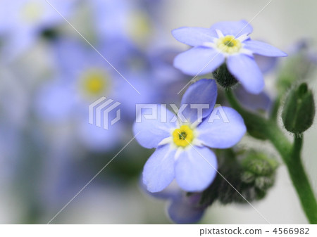 忘了草（Wasenagusa） 4566982