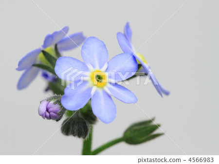 忘了草（Wasenagusa） 4566983