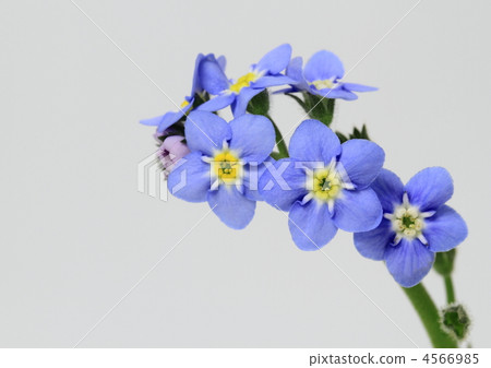 Forget grass (Wasenagusa) 4566985