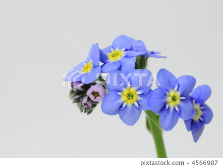 Forget grass (Wasenagusa) 4566987