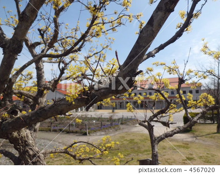 spring baikal skullcap, tree, wood 4567020