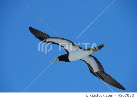 Boobies on the Ogasawara Islands 4567038