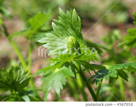 三折葉 三折葉 4567058