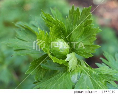 三折葉 三折葉 4567059