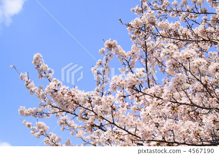 bloom, blossom, blossoms 4567190