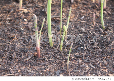 蘆筍 蔬菜 4567257