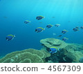 魚 印度洋 珊瑚 4567309