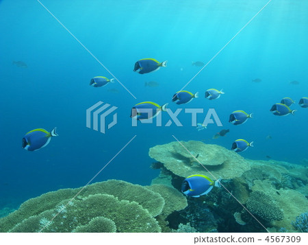 fish, fishes, indian ocean 4567309
