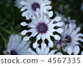 Osteoporum 4567335
