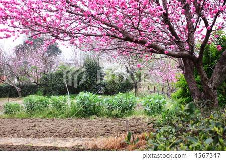 果樹圍攏的春天菜園 4567347