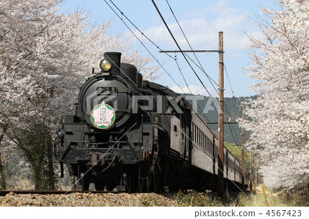 Oigawa Railway C10 The old type passenger train pulled by Unit 8 Oigawa Railway C10 The old type passenger train pulled by Unit 8 4567423