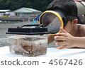 觀察 泳衣 泳裝 4567426