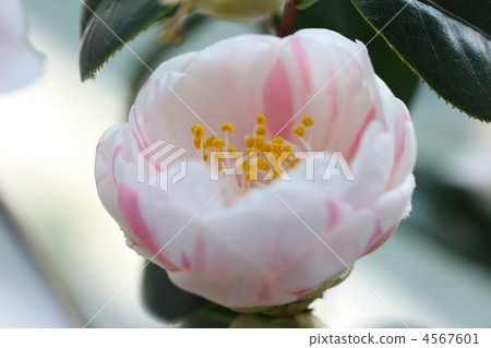 Goshiki Yae Yagi Camellia 4567601