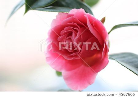 Valentine's day  4567606