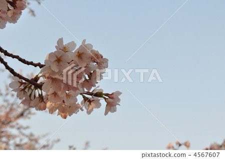 櫻花 櫻 賞櫻 4567607