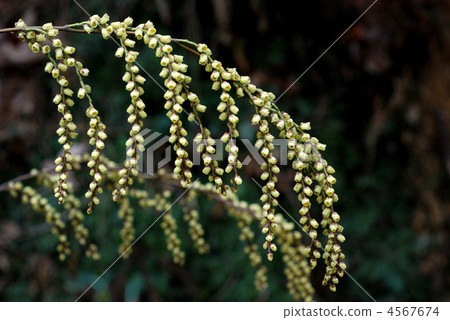 Kibushi Kibushi 4567674