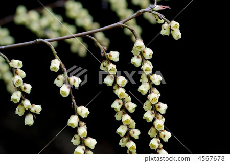 Kibushi Kibushi 4567678