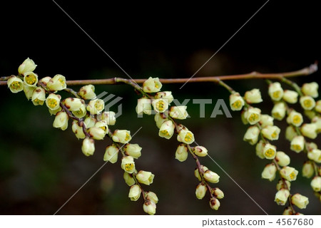 Kibushi Kibushi 4567680