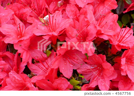 春天的花 春暖花開 紅花 4567756