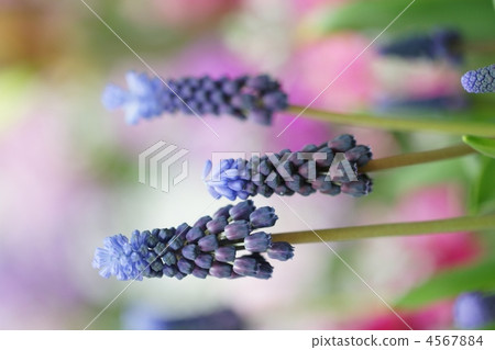 Muscari 4567884